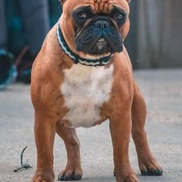 French Bulldogs and Labrador Retrievers from Spencer's LuvaBulls and English Labs