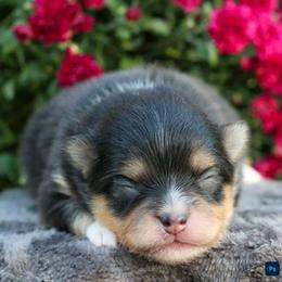 Mocha - Tri-colored male Pomeranian puppy in Bremen, Indiana from AMS Pomeranians and Pomskies in Indiana