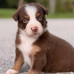 Bay AKC - Red tri-color male Australian Shepherd puppy in Polk City, Florida from Skaky Shepherds