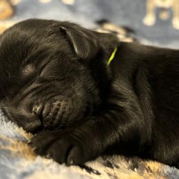 Flat-Coated Retriever Puppies from Flatline Flat-Coated Retrievers