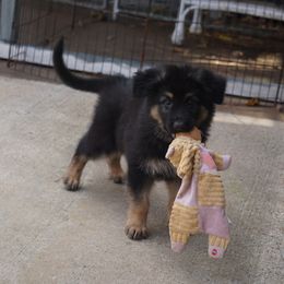 German Shepherd Puppies from West Haus Shepherds