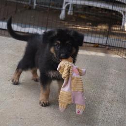 German Shepherd Puppies from West Haus Shepherds