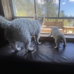 West Highland White Terriers from Joshua Olds
