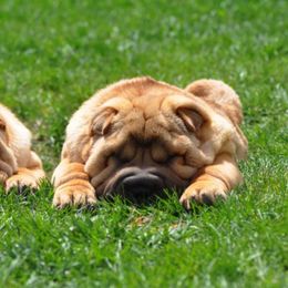 Chinese Shar-Pei Puppies from Nordic Star