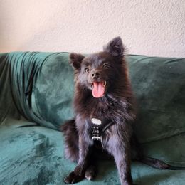 Benji - Pomeranian
