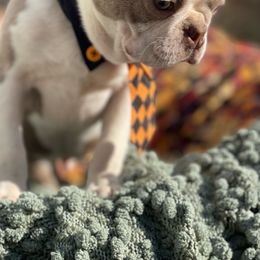 Boy 1 - Seal and white Boston Terrier puppy in Kentucky from Backwoods Boston Terriers