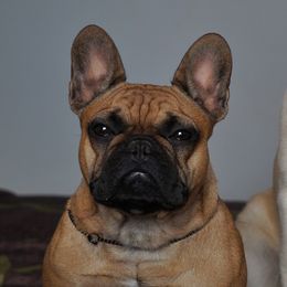 French Bulldog and Labrador Retriever Puppies from Rare Pearl Labradors and Belle Rouge Frenchies