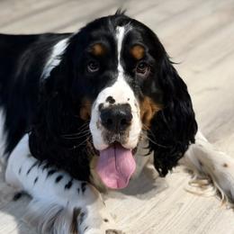 English Springer Spaniels from Mountain Top Springers