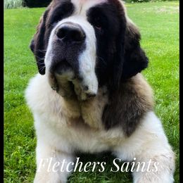 Saint Bernard Puppies from Fletchers Saints
