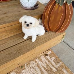 Edward Twilight - Shih Tzu
