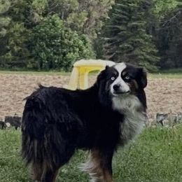 Marsha  - Miniature Australian Shepherd