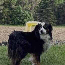 Marsha  - Miniature Australian Shepherd