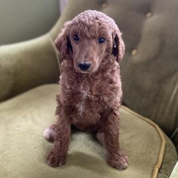 Poodle Puppies from Emerald Pines Standard Poodles