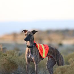 Whippet All Grown Up from Nota Bene whippets