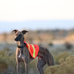 Whippet All Grown Up from Nota Bene whippets