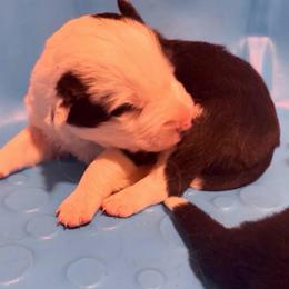 Rosebud (Buddy) - Black and white male Border Collie puppy in Lebanon, Oregon from Cahill’s Canines