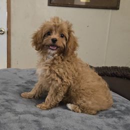Andy - Red male Cavapoo puppy in Copan, Oklahoma from Tatums cavapoos