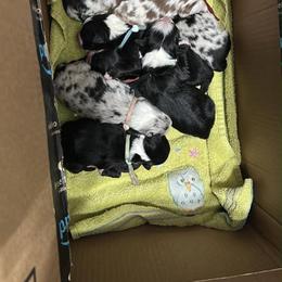 Black tri girl 1 - Black tri female Miniature Australian Shepherd puppy in Brooker, Florida from Triple Branch Aussies