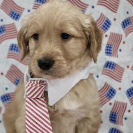 Gideon - Cream male Goldendoodle puppy in Yukon, Oklahoma from Silver Barn Doodles