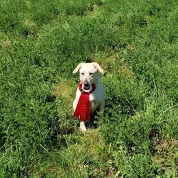 Nala - Labrador Retriever
