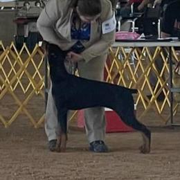 Beaucerons, Doberman Pinschers, and German Shepherds from Von Katzenstein Kennel