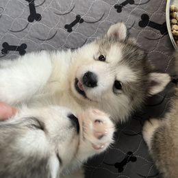 Alaskan Malamute Puppies from Sno-Ridge Alaskan Malamutes est 1972