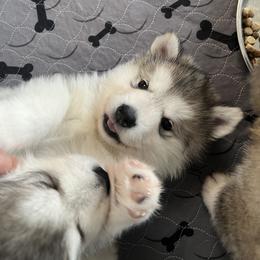 Alaskan Malamute Puppies from Sno-Ridge Alaskan Malamutes est 1972