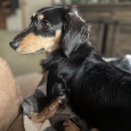 Bree - Dachshund