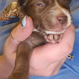 Orion - Red & white male Miniature Australian Shepherd puppy in Arlington, Texas from CopperHead Aussies