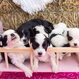 Aussiedoodle and Miniature Australian Shepherd Puppies from Biggie Ranch