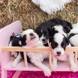 Aussiedoodle and Miniature Australian Shepherd Puppies from Biggie Ranch