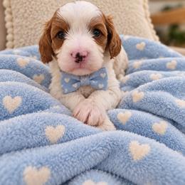 Wishbone - Blenheim male Cavapoo puppy in Fordland, Missouri from K&K's Puppy Kingdom