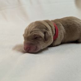 Dilute Retriever and Labrador Retriever Puppies from LC Hunting Labs, LLC.