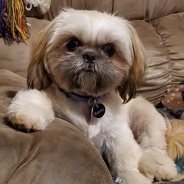 Shih Tzus from NTW Shih Tzu