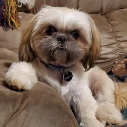 Shih Tzus from NTW Shih Tzu
