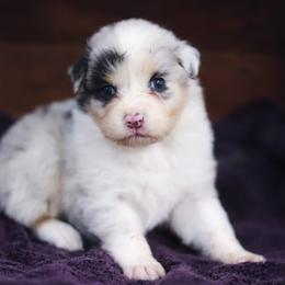 Ziva - Blue merle female Australian Shepherd puppy in Bagley, Iowa from Diamond M Aussies
