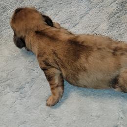 Dachshund Puppies from CLARK'S BREEDING PROGRAM