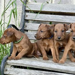 Irish Terrier and Scottish Terrier Puppies from Avonlea Terriers