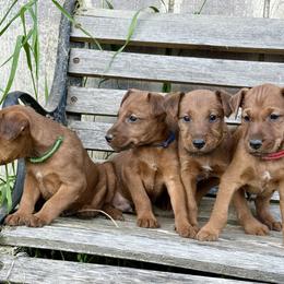 Irish Terrier and Scottish Terrier Puppies from Avonlea Terriers