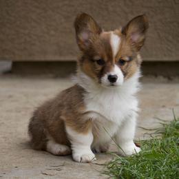 Miss Scarlet - Red female Pembroke Welsh Corgi puppy in Bakersfield, California from Kern River Corgis