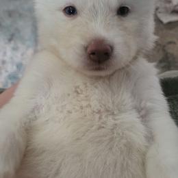 Celeste - White female Siberian Husky puppy in Swansea, Illinois from Husky B's