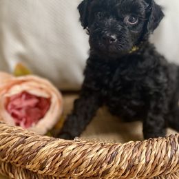 Poodle Puppies from Kennison Lane Poodles