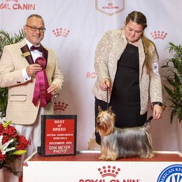 Pinkie - Silky Terrier