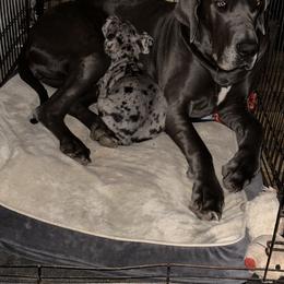 Great Dane Puppies from Ashli’s Great Danes