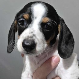 Buffy - Piebald female Dachshund puppy in Nampa, Idaho from 208 Wiener Wiggle Butts LLC