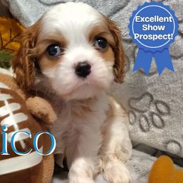 Chico - Blenheim male Cavalier King Charles Spaniel puppy in Rockville, Maryland from Skais the Limit Cavaliers