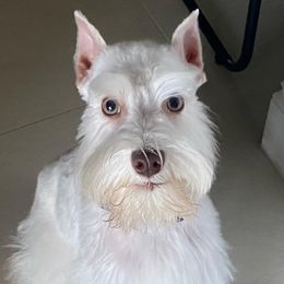 Miniature Schnauzers from Roxy’s Mini Schnauzers