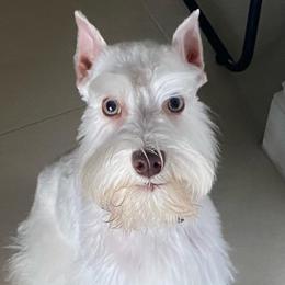 Miniature Schnauzers from Roxy’s Mini Schnauzers