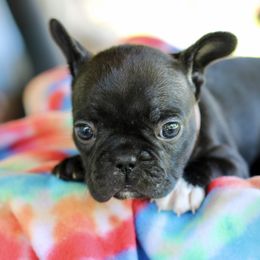 French Bulldogs from Axles Frenchies
