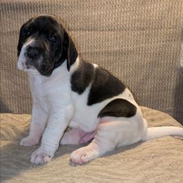 Oakley - Black and white male Great Dane puppy in Bay City, Michigan from Monarch Danes